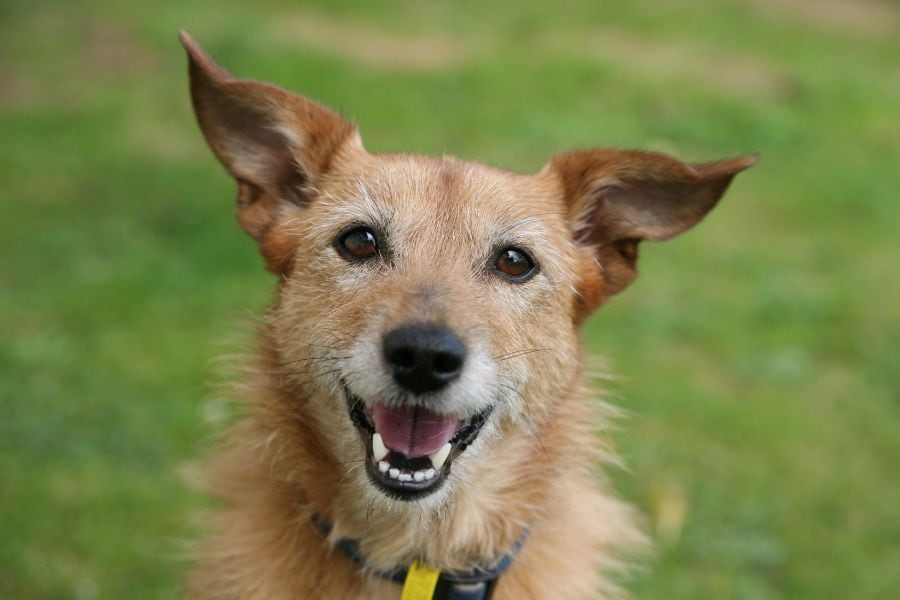 Why Choosing a Pet Sitting Company with Employees (Not Independent Contractors) Matters for Your Pet