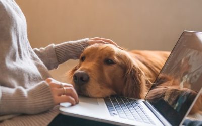 You’re Home… So Why Does Your Dog Still Need a Walker?