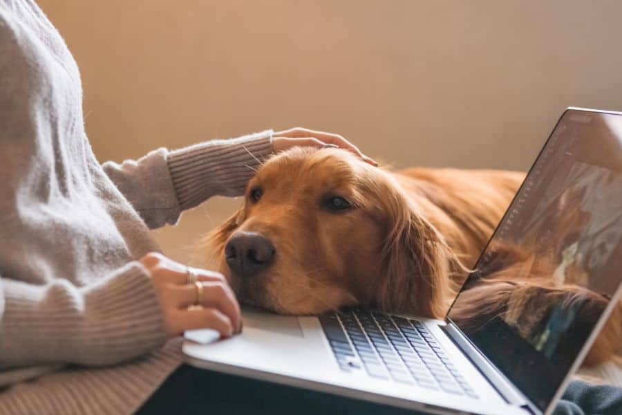 You’re Home… So Why Does Your Dog Still Need a Walker?