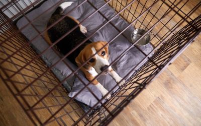 Why You Should Never Crate Your Dog with a Collar On