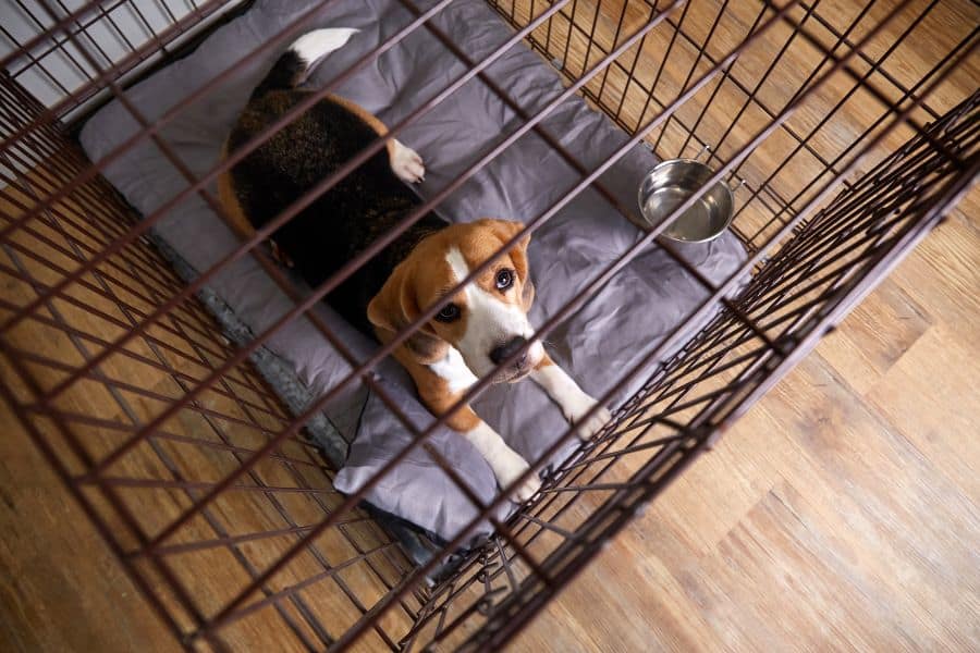 Why You Should Never Crate Your Dog with a Collar On